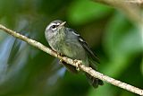 Plumbeous Warbler